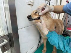 -利又安动物医院··老年病·猫科犬科·中兽医