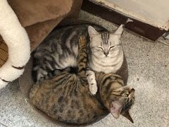 -乖乖乐动物医院(小汤山分院)