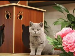 -Bastet sally猫舍购宠(静安店)