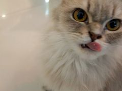 -平行世界·猫咖(首经贸店)