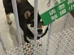 -柴犬小屋·柴餐厅·狗咖食堂(金鼎广场店)