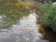 android_upload_pic-紫荆山公园