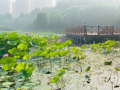 -丁香湖公园
