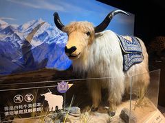 -正佳自然科学博物馆