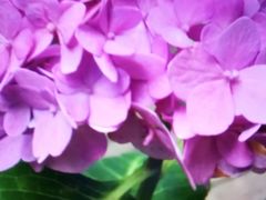 -三圣花乡旅游区