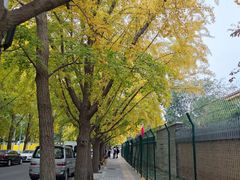 -三里屯东五街银杏大道