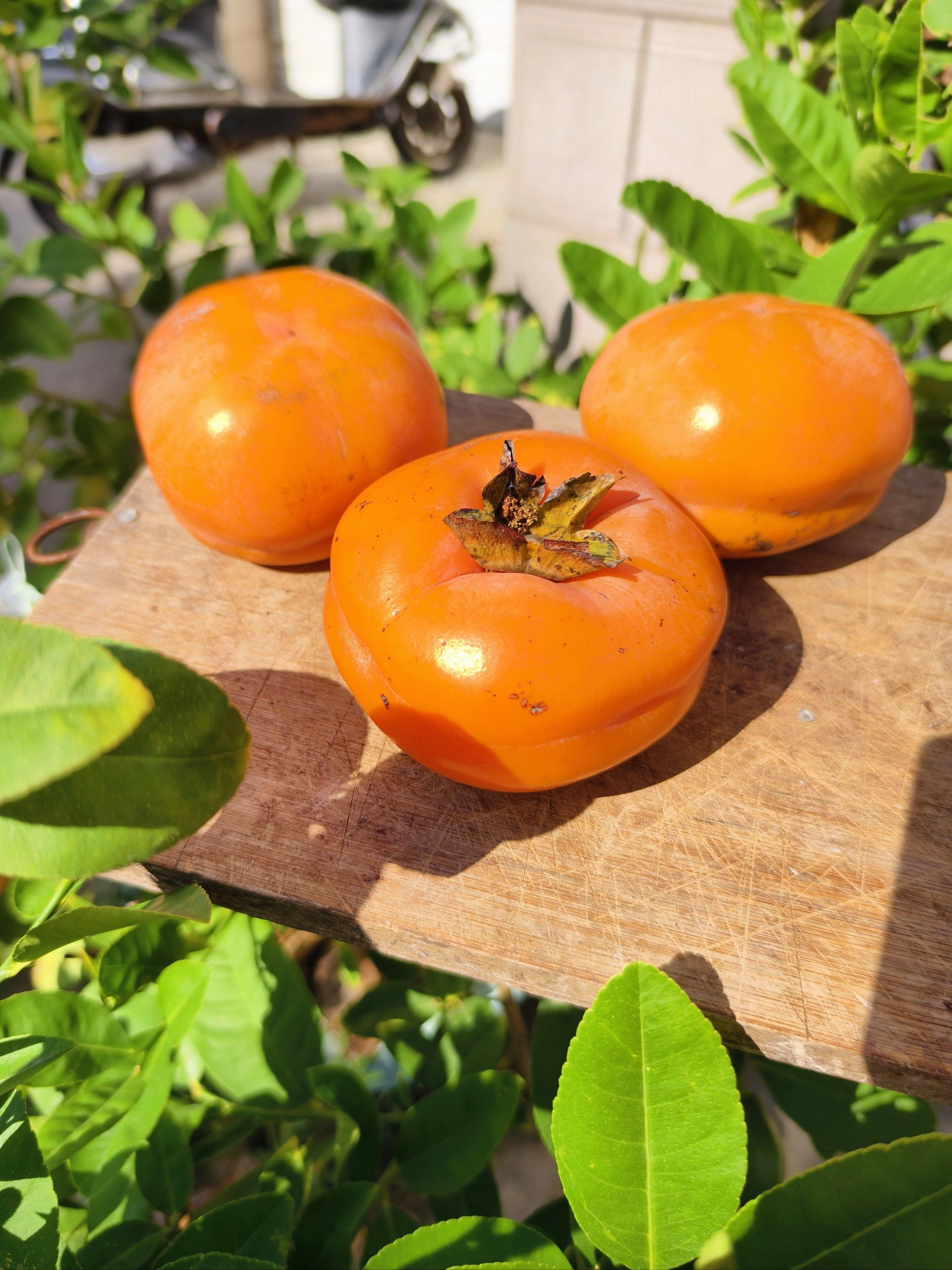 秋天是柿子的季节啊