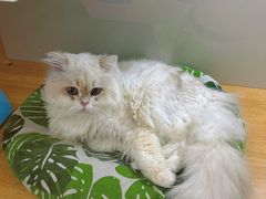 -青奢宠物·青奢猫舍