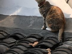 -猫的天空之城概念书店(杭州南宋御街店)