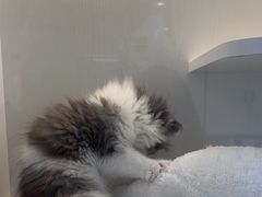 -小猫来了·猫舍(红山六九七九店)