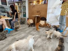 -楼上猫咖(罗湖店)