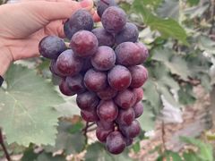 -马陆小张葡萄园农家乐