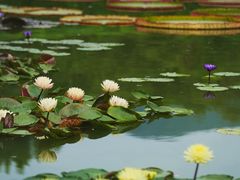 -国家植物园南园