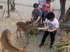 -鹿境梅花鹿生态园区