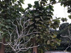 -中国科学院西双版纳热带植物园