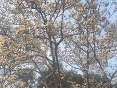 -菊花台公园