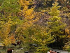 -苏木山森林公园