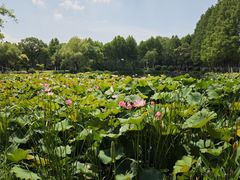 -金银湖国家城市湿地公园