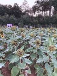 -Oasis Beauty水磨坊科技美肤中心