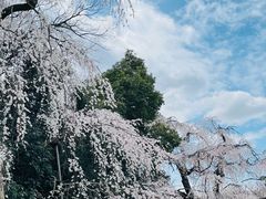 -醍醐寺