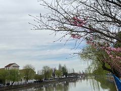 -高东镇樱花园