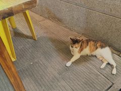 -鸿顺老铁锅美蛙鱼府(解放碑店)