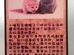 -猫咪博物馆(顶澳仔猫街店)