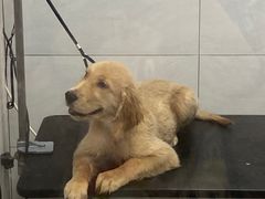 -德元·美联众合24小时动物医院(总院)