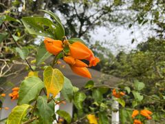 -中国科学院西双版纳热带植物园