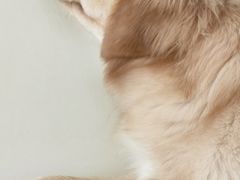 -怪兽屋·羊驼·猫咖·狗咖(俊华广场店)