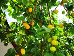 -庞各庄翠芳园西瓜蔬菜基地采摘园