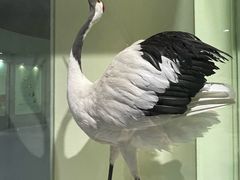 -盐城丹顶鹤湿地生态旅游区