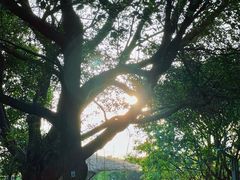-福田红树林生态公园