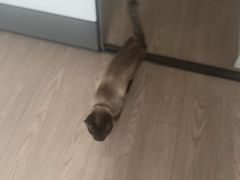 -派特宠物医院(圆融广场店)