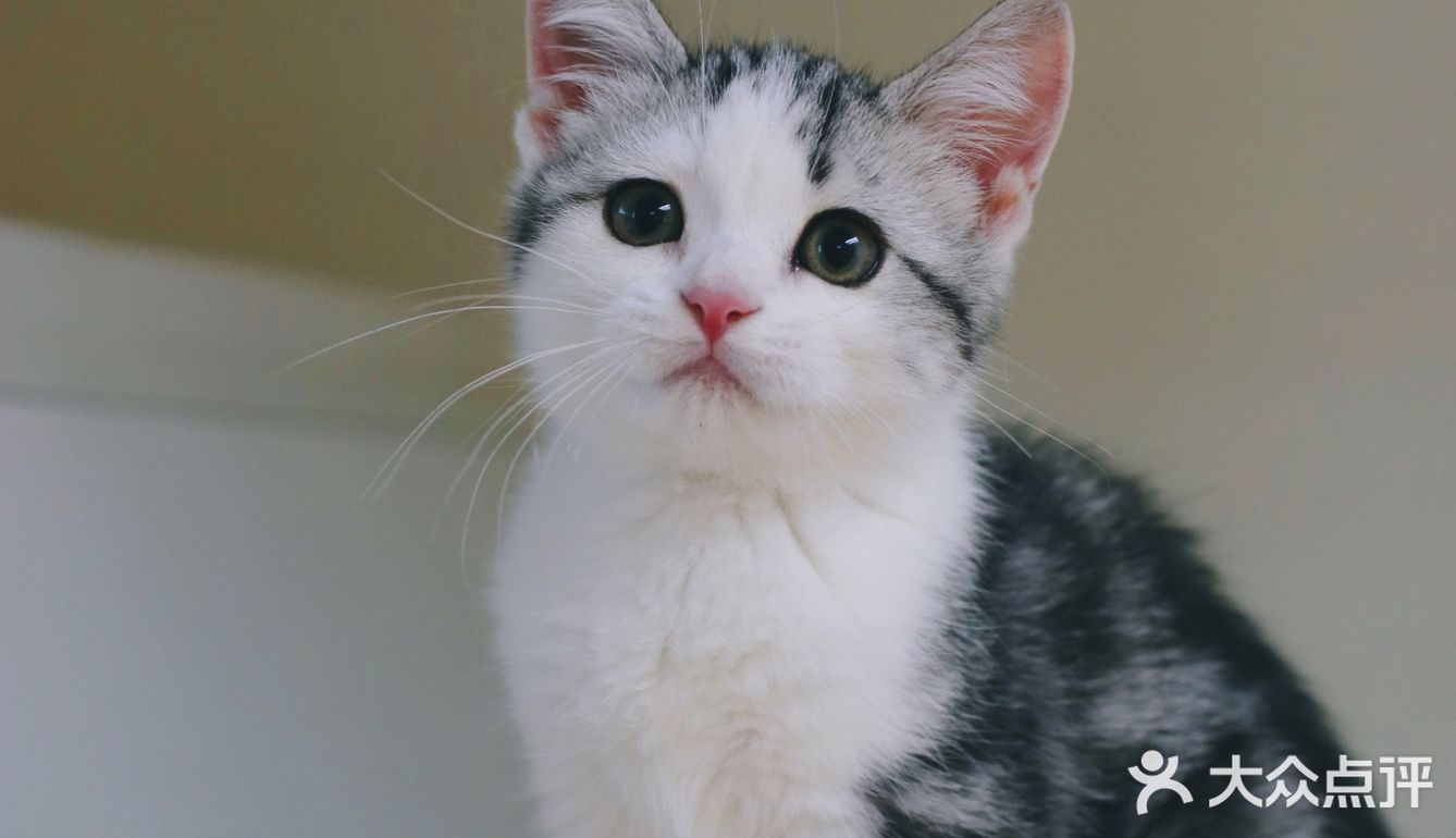 我有猫🐱了，你呢⁉️新手养猫请多关照‼️