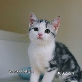 我有猫🐱了，你呢⁉️新手养猫请多关照‼️