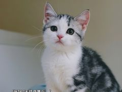 -lincat·猫舍(广州店)