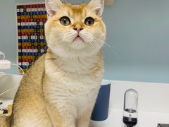 -猫十亿·布偶金渐层·曼基康矮脚猫舍(青年路店)