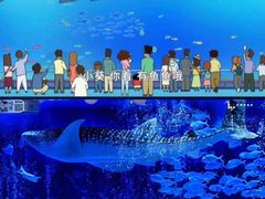 -烟台海昌鲸鲨海洋公园