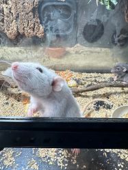 -未来动物城主题公园(正弘城店)