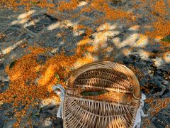 -环城公园-琥珀潭