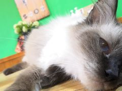 -李小姐の猫咖啡馆(五角场店)