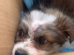 -艾贝尔宠物医院·狂犬免疫点(江山金象城店)