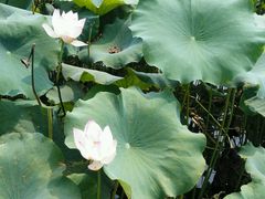 android_upload_pic-白塔湖国家湿地公园
