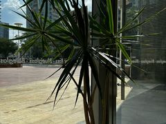 -Blueglass酸奶(财富购物中心店)