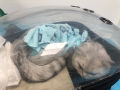 -纳吉亚猫专科动物诊疗中心(蒋宅口分院)