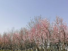 -洨河生态公园