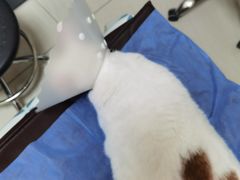 -美联众合动物医院·24h京西诊疗中心