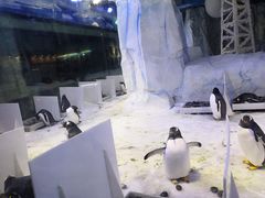 -芜湖新华联大白鲸海洋公园