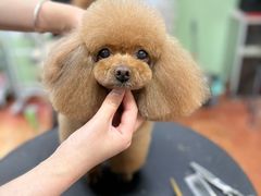 -鑫艺宠物美容培训学校